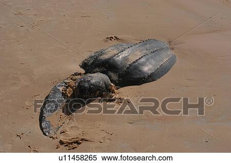 Stock Photography - Leatherback turtle (Dermochelys coriacea) stranded on beach, Mauritania. Fotosearch