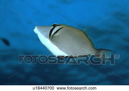 Lei triggerfish, Sufflamen bursa, Palea Point, Oahu, Hawaii (N. Pacific) View Large Photo Image Stock Image - Lei triggerfish, Sufflamen bursa, Palea Point, Oahu, Hawaii (N. Pacific). Fotosearch