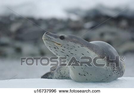 Leopard seal (Hydrurga leptonyx) on ice berg. Arctowski Peninsula, Antarctica View Large Photo Image Stock Photograph - Leopard seal (Hydrurga leptonyx) on ice berg. Arctowski Peninsula, Antarctica. Fotosearch