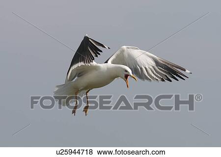 Lesser blackbacked gull (Larus fuscus). UK View Large Photo Image Stock Photo - Lesser blackbacked gull (Larus fuscus). UK. Fotosearch