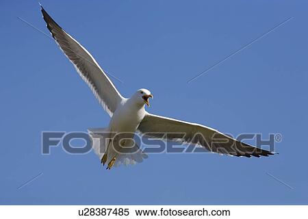 Stock Photography - Lesser blackbacked gull (Larus fuscus). UK. Fotosearch
