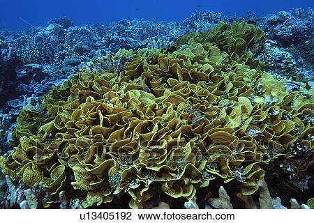 Lettuce (scroll) coral, Turbinaria reniformis, Namu atoll, Marshall Islands (N. Pacific) View Large Photo Image Stock Image - Lettuce (scroll) coral, Turbinaria reniformis, Namu atoll, Marshall Islands (N. Pacific). Fotosearch