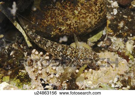 Stock Photograph - Life in a tide pool - macro close-up details of the tiny inhabitants (small blenny) in a tide pool in the Gulf of California (Sea of Cortez), Mexico.. Fotosearch