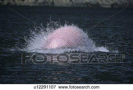 Stock Photo - Like a piece of art thousands of waterdrops cover the expanded belly of a Minke whale (Balaenoptera acutorostrata) performing a ventral arc. St. Lawrence estuary, Canada. Fotosearch