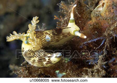 Lined nembrotha, Nembrotha lineolata, Atlantis house reef, Dumaguete, s Island, Philippines View Large Photo Image Stock Photography - Lined nembrotha, Nembrotha lineolata, Atlantis house reef, Dumaguete, s Island, Philippines. Fotosearch