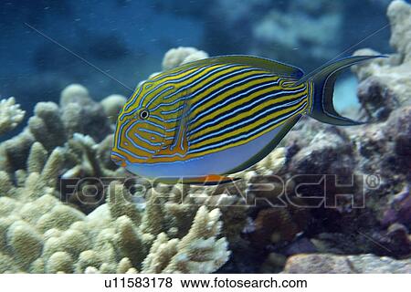 Stock Photo - Lined surgeonfish, Acanthurus lineatus, Rongelap, Marshall Islands, Mironesia. Fotosearch