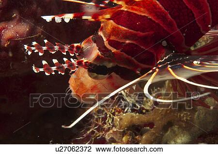 Lionfish (Pterois radiata? ). Sipadan Island, Malaysia View Large Photo Image Stock Image - Lionfish (Pterois radiata? ). Sipadan Island, Malaysia. Fotosearch