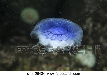 Picture - Lions mane jellyfish (Cyanea capillata), detail showing blue coloration, St Abbs, Scotland, UK North Sea. Fotosearch
