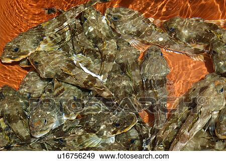 Live Fish agonizing at seafood market, Dodong-Ri harbor, Ulleungdo, South Korea View Large Photo Image Stock Photo - Live Fish agonizing at seafood market, Dodong-Ri harbor, Ulleungdo, South Korea. Fotosearch