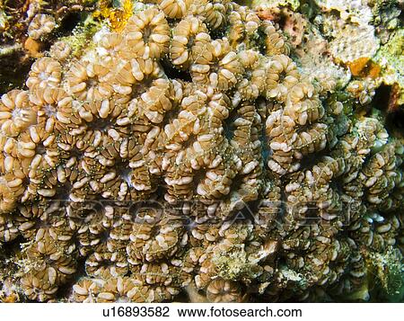 Stock Image - Lobophyllia corymbosa. Na'ama Bay, Sharm El Sheikh, South Sinai, Red Sea, Egypt.. Fotosearch