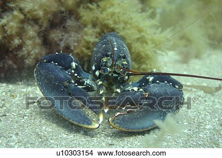 Lobster. UK View Large Photo Image Picture - Lobster. UK. Fotosearch