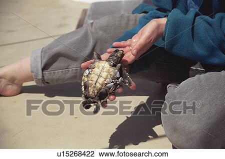 Loggerhead Turtle (Caretta caretta) juvenile with goose barnacles (Pollicipes polymerus). Azores View Large Photo Image Stock Image - Loggerhead Turtle (Caretta caretta) juvenile with goose barnacles (Pollicipes polymerus). Azores. Fotosearch