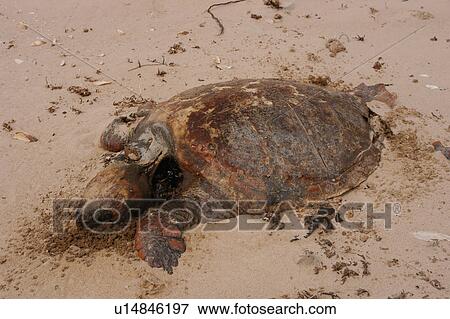 Stock Photo - Loggerhead turtle (Caretta caretta) carcass on beach, Southern Morocco. Fotosearch