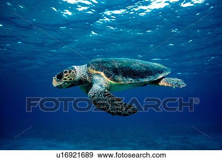 Loggerhead turtle (Caretta caretta) underwater, species endangered globally, but can be observe in the Mediterranean Sea both close to and remote from nesting sites, Kythira Sea, Greece. View Large Photo Image Stock Photo - Loggerhead turtle (Caretta caretta) underwater, species endangered globally, but can be observe in the Mediterranean Sea both close to and remote from nesting sites, Kythira Sea, Greece.. Fotosearch