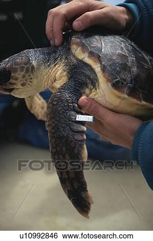 Loggerhead Turtle (Caretta caretta) with flipper tag. Azores View Large Photo Image Stock Photograph - Loggerhead Turtle (Caretta caretta) with flipper tag. Azores. Fotosearch