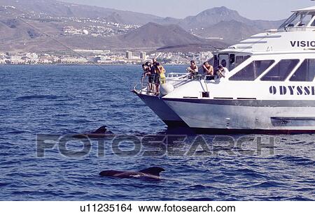 Logging Short-finned pilot whales ( Globicephala macrorhynchus) close to whale watch boat with Tenerife landscape in background. Canary Islands, North Atlantic. View Large Photo Image Picture - Logging Short-finned pilot whales ( Globicephala macrorhynchus) close to whale watch boat with Tenerife landscape in background. Canary Islands, North Atlantic.. Fotosearch