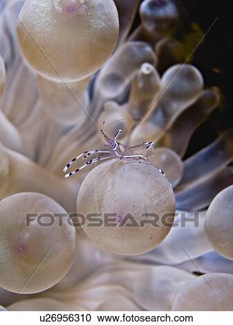 Stock Image - Long-arm cleaner shrimp (Periclimenes longicarpus) on a Bubble anemone (Entacmaea quadricolor). Shark Observatory, Sharm El Sheikh, South Sinai, Red Sea, Egypt. (rr). Fotosearch