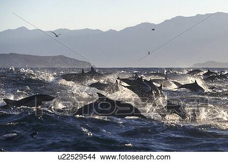 Long-beaked Common Dolphin, Delphinus capensis, pod leaping in Bahia de los Angeles, Baja California, Mexico View Large Photo Image Picture - Long-beaked Common Dolphin, Delphinus capensis, pod leaping in Bahia de los Angeles, Baja California, Mexico. Fotosearch