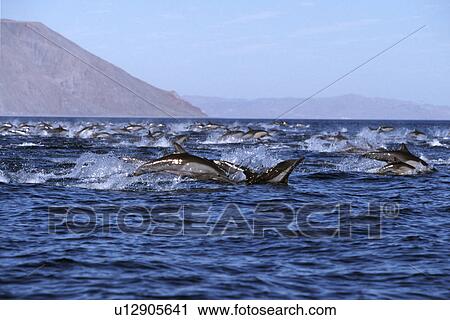 Long-beaked Common Dolphin, Delphinus capensis, pod leaping in Bahia de los Angeles, Baja California, Mexico View Large Photo Image Stock Image - Long-beaked Common Dolphin, Delphinus capensis, pod leaping in Bahia de los Angeles, Baja California, Mexico. Fotosearch