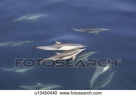Long-beaked common dolphin (Delphinus capensis) pair surfacing in the calm waters off Isla del Carmen in the Gulf of California (Sea of Cortez), Baja California Sur, Mexico. View Large Photo Image Stock Image - Long-beaked common dolphin (Delphinus capensis) pair surfacing in the calm waters off Isla del Carmen in the Gulf of California (Sea of Cortez), Baja California Sur, Mexico.. Fotosearch