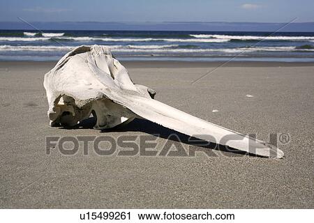 Stock Image - Long-beaked Common Dolphin (Delphinus capensis) skull found on the beach at Islam Magdalena, Baja, California Sur. Pacific Ocean. Possible by-catch in purse-seiner?. Fotosearch