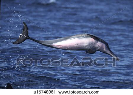 Long-beaked Common Dolphin, (Delphinus capensis) pod leaping- Bahia de los Angeles, Baja California, Mexico View Large Photo Image Stock Image - Long-beaked Common Dolphin, (Delphinus capensis) pod leaping- Bahia de los Angeles, Baja California, Mexico. Fotosearch