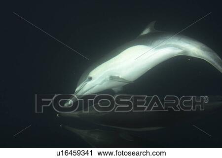 Stock Image - Long-beaked Common Dolphin (Delphinus capensis) bow riding. Gulf of California (Sea of Cortez), Mexico.. Fotosearch