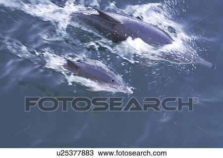 Long-beaked common dolphin (Delphinus capensis) mother and calf in the calm waters off Isla del Carmen in the Gulf of California (Sea of Cortez), Baja california, Mexico. (rr) View Large Photo Image Stock Image - Long-beaked common dolphin (Delphinus capensis) mother and calf in the calm waters off Isla del Carmen in the Gulf of California (Sea of Cortez), Baja california, Mexico. (rr). Fotosearch