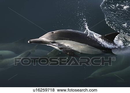 Stock Photo - Long-beaked Common Dolphin (Delphinus capensis) surfacing. Gulf of California (Sea of Cortez), Mexico.. Fotosearch
