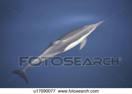 Long-beaked common dolphin (Delphinus capensis) surfacing in the calm waters off Isla del Carmen in the Gulf of California (Sea of Cortez), Baja California Sur, Mexico. View Large Photo Image Stock Photo - Long-beaked common dolphin (Delphinus capensis) surfacing in the calm waters off Isla del Carmen in the Gulf of California (Sea of Cortez), Baja California Sur, Mexico.. Fotosearch
