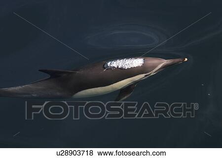 Long-beaked Common Dolphin (Delphinus capensis) surfacing (note the blow behind head) Gulf of California (Sea of Cortez), Mexico. View Large Photo Image Stock Photo - Long-beaked Common Dolphin (Delphinus capensis) surfacing (note the blow behind head) Gulf of California (Sea of Cortez), Mexico.. Fotosearch