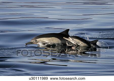 Stock Photo - Long-beaked Common Dolphin (Delphinus capensis) mother and calf leaping in The Gulf of California (Sea of Cortez), Mexico. (rr). Fotosearch