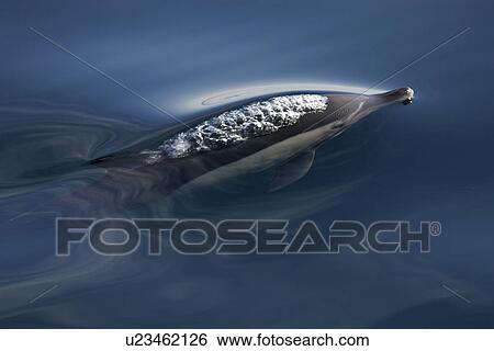 Stock Photograph - Long-beaked Common Dolphin (Delphinus capensis) surfacing in calm water off Islam Carmen in the Gulf of California (Sea of Cortez) Mexico.. Fotosearch