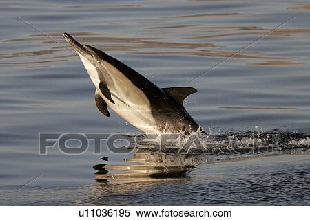 Stock Photography - Long-beaked Common Dolphin (Delphinus capensis) leaping at sunrise in the Gulf of California (Sea of Cortez), Mexico.. Fotosearch
