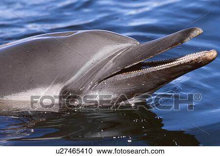 Long-beaked common dolphin rostrum detail, Himalaya Bay, Gulf of California, Mexico. View Large Photo Image Stock Image - Long-beaked common dolphin rostrum detail, Himalaya Bay, Gulf of California, Mexico.. Fotosearch