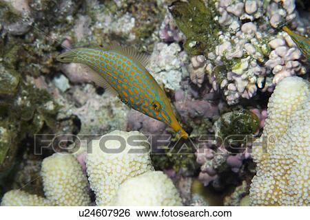 Long nose Filefish (Oxymonacanthus longirostris) feeding on coral, (Acropora isopora sp. ) Ailuk atoll, Marshall Islands, Pacific View Large Photo Image Stock Photograph - Long nose Filefish (Oxymonacanthus longirostris) feeding on coral, (Acropora isopora sp. ) Ailuk atoll, Marshall Islands, Pacific. Fotosearch