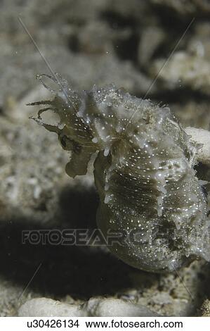 Picture - Long-snout Sea Horse (Hoppocampus ramulosus) pregnant male with eggs in brood pouch, Malta, Mediterranean. Fotosearch