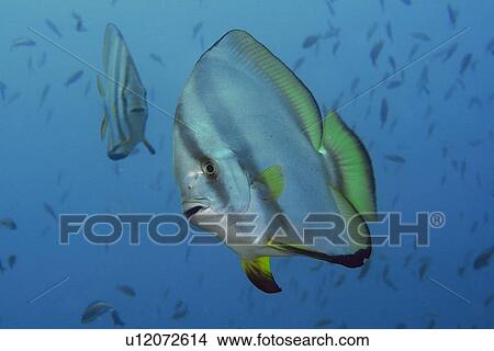 Longfin spadefish, Platax teira, Sabang wreck, Puerto Galera, Mindoro, Philippines View Large Photo Image Picture - Longfin spadefish, Platax teira, Sabang wreck, Puerto Galera, Mindoro, Philippines. Fotosearch