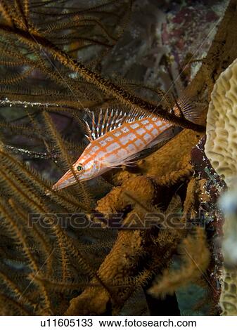 Stock Image - Longnose hawkfish (Oxycirrhites typus). Ras Mohamed National Park, Sharm El Sheikh; South Sinai; Red Sea; Egypt. Fotosearch
