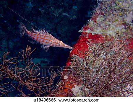 Stock Photograph - Longnose hawkfish (Oxycirrhites typus) pictured here showing an unusual behaviour of swimming away from it's protection of the host coral. Dunraven, Sharm El Sheikh, South Sinai, Red Sea, Egypt.. Fotosearch