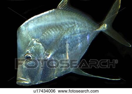Lookdown, Selene vomer, gamefish found in western Atlantic; photo taken in captivity View Large Photo Image Stock Photograph - Lookdown, Selene vomer, gamefish found in western Atlantic; photo taken in captivity. Fotosearch