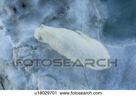 Stock Image - Looking straight down on a young polar bear (Ursus maritimus) from the bow of the ship on multi-year ice floes in the Barents Sea off the eastern coast of EdgeÏya (Edge Island) in the Svalbard Archipelago, Norway.. Fotosearch