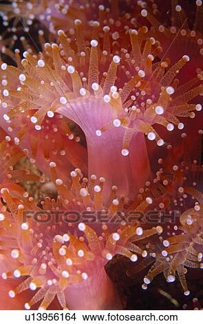 Picture - Luminescent pink Jewel Anemone with white tips standing proud. UK.. Fotosearch