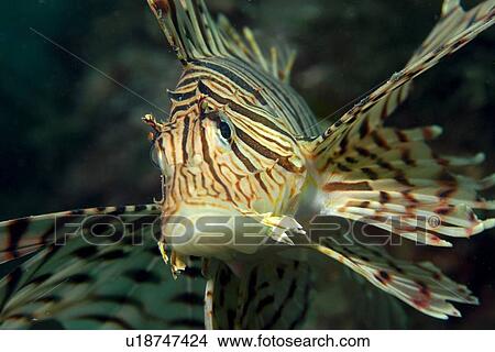 Luna Lion Fish (Pterois lunulata) Seopsom island, Jeju-Do, South Korea (East Sea) View Large Photo Image Picture - Luna Lion Fish (Pterois lunulata) Seopsom island, Jeju-Do, South Korea (East Sea). Fotosearch