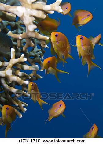 Stock Image - Lyretail anthias (Pseudanthias squamipinnis). Tower, Sharm El Sheikh, South Sinai, Red Sea, Egypt. (rr). Fotosearch