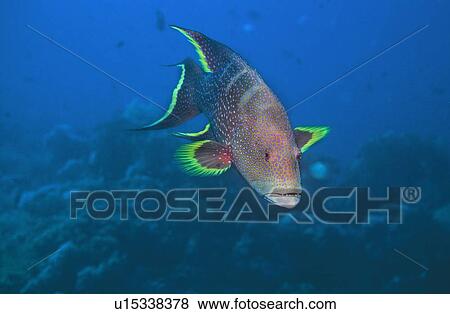 Stock Photo - Lyretail grouper (genus Variola) Red sea.. Fotosearch