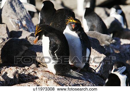 Stock Photo - Macaroni penguin pair (Eudyptes chrysolophus) nesting among chinstrap penguins (Pygoscelis Antarctica) on Elephant Island in the South Shetland Island Group, Antarctica.. Fotosearch