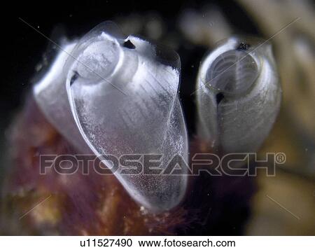Macro of Glassy ascidian (Clavelina sp. ). Red Sea. Egypt. View Large Photo Image Stock Image - Macro of Glassy ascidian (Clavelina sp. ). Red Sea. Egypt. . Fotosearch