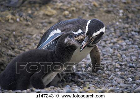 Magellanic Penguin (Spheniscus magellanicus) feeding its chick. Punta Tombo Natural Reserve, Chubut Province, Argentina View Large Photo Image Stock Image - Magellanic Penguin (Spheniscus magellanicus) feeding its chick. Punta Tombo Natural Reserve, Chubut Province, Argentina. Fotosearch