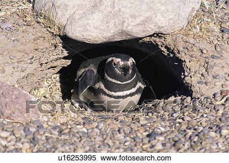 Magellanic Penguin (Spheniscus magellanicus) incubating egg. Punta Tombo Natural Reserve, Chubut Province, Argentina View Large Photo Image Stock Photography - Magellanic Penguin (Spheniscus magellanicus) incubating egg. Punta Tombo Natural Reserve, Chubut Province, Argentina. Fotosearch